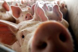Современное состояние проблеммы африканской чумы свиней в мире и России
