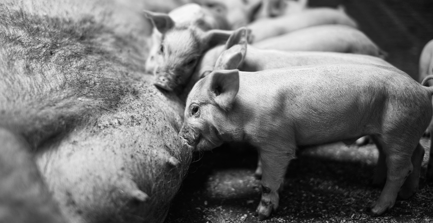 Бампинг глубокосупоросных свиноматок: необходимые условия успеха | Часть 2