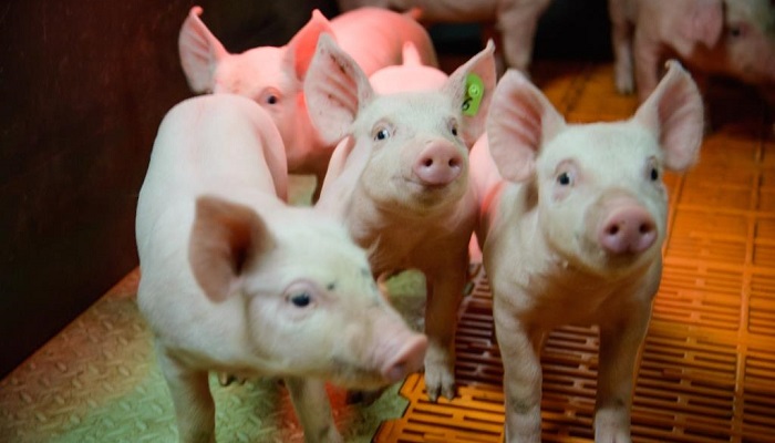 Три крупных инвестпроекта в сфере животноводства реализуются в Омской области