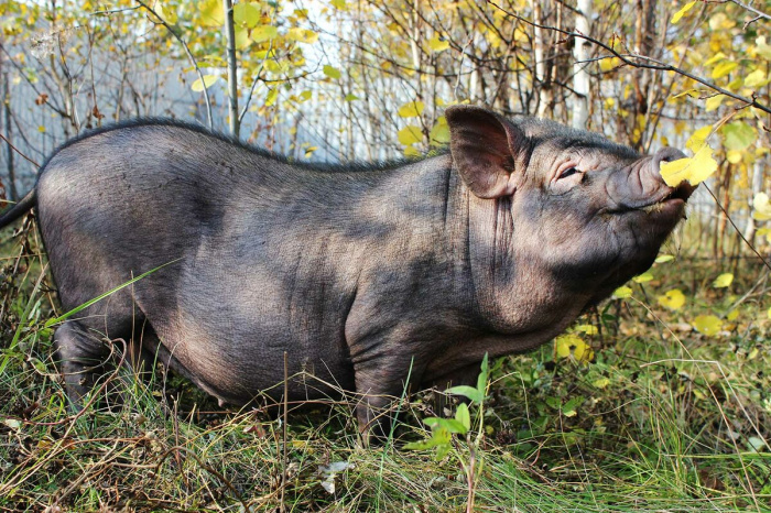 Вьетнамские травоядные свиньи