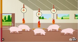 Тепловой стресс в свиноводстве