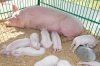 Высокий генетический статус без риска для здоровья свиней