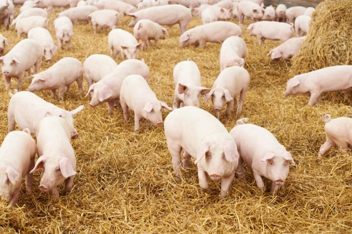 Подсказки как стимулировать охоту у свиноматок после отъема и у ремонтных свинок
