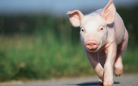 Влияние микробиома свиней на скорость роста и кишечник