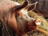 Как обеспечить комфорт и безопасность крупным свиньям: секреты правильного загона