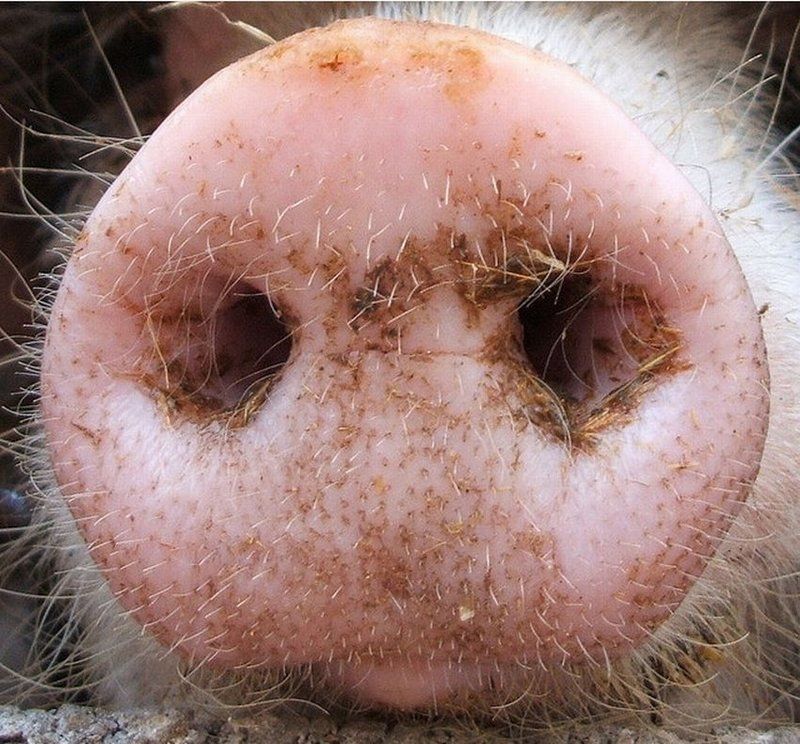 Почему свиной нос называют пятачком?