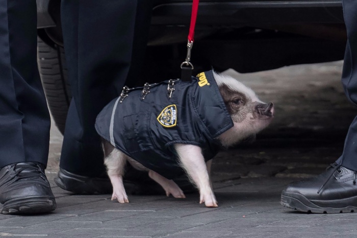 Во ФСИН допустили использование свиней в работе