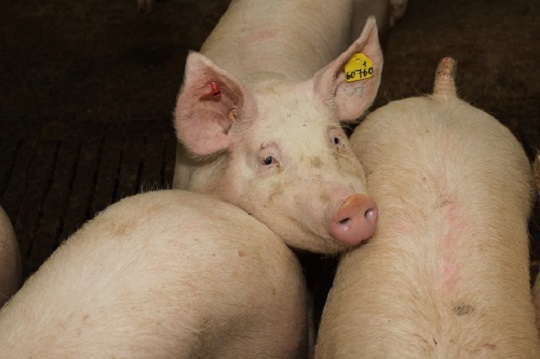 Синдром внезапной смерти у свиней и эндокардит, вызванный Erysipelothrix rhusiopathiae