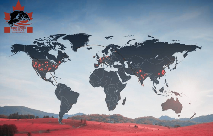 Изменения в направлениях торговли между Северной Америкой и Китаем