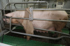 Применение измерителя состояния тела свиноматки