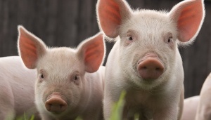 Цены на свиней продолжают оставаться высокими