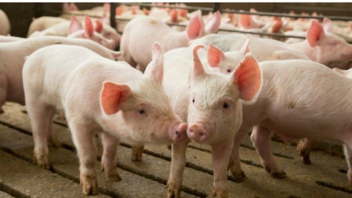 Искусственные легкие впервые трансплантировали свиньям