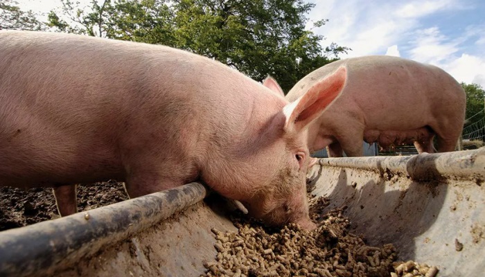 Рынок комбикормов для свиней: анализ цен и статистика производства