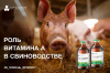 Роль витамина А в свиноводстве
