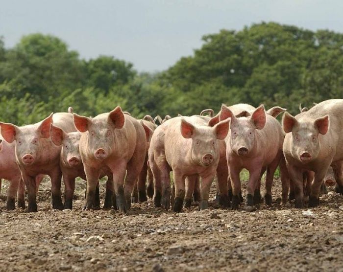 Откорм свиней: мышечная масса и жир