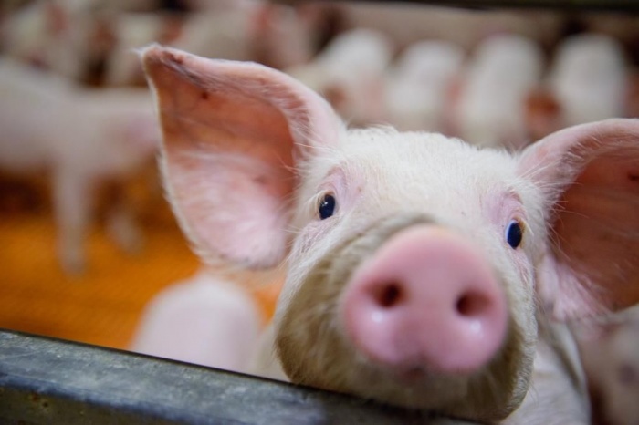 Важность гепатита Е у свиней