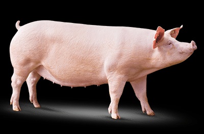 Родительская свиноматка - PICX54