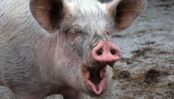 К чему снится свинья: толкование снов про свинью