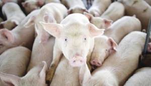 “Выращивать свиней может каждый, но нужно обладать особым чутьем и талантом, чтобы при этом еще и зарабатывать”