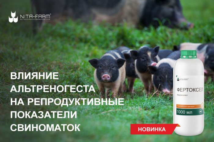 Влияние альтреногеста на репродуктивные показатели свиноматок