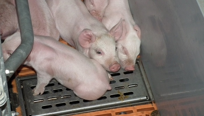 Эффективность вакцины против африканской чумы свиней у поросят с четырехнедельного возраста