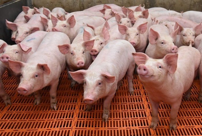 Причины длительной охоты у ремонтного поголовья