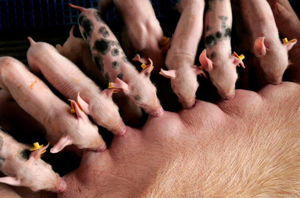 Возможное применение пробиотиков у свиноматок является