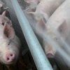 Методы снижения теплового стресса у свиней