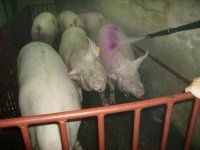 Предварительное исследование влияния купания свиней на фермах на распространение МРЗС зоонозно...