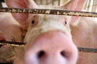 Компания  Fancom представляет звуковую систему для определения кашля свиней на промышленных пр...