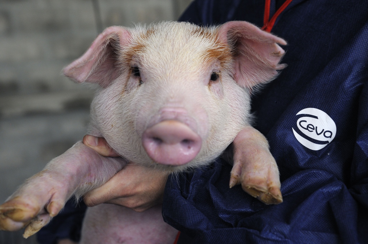 Влияние тяжести поражения лёгких  на производственные показатели свиней группы откорма