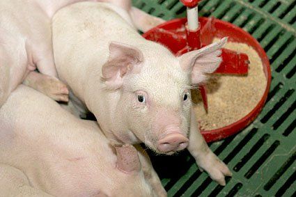Вода в кормушке свиней – в чем причина