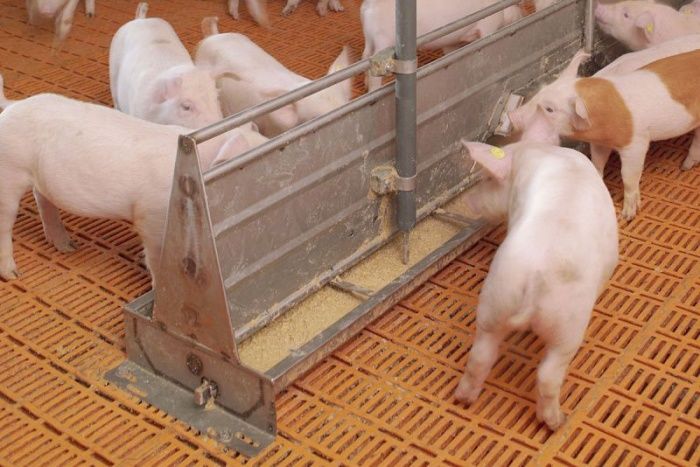 Новые исследования аминокислотного питания свиноматок