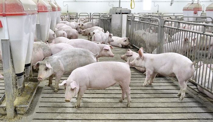 Крупнейший свинокомплекс Курганской области готовится к вводу второй очереди