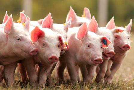 Подход со стволовыми клетками для изучения инфекций свиней