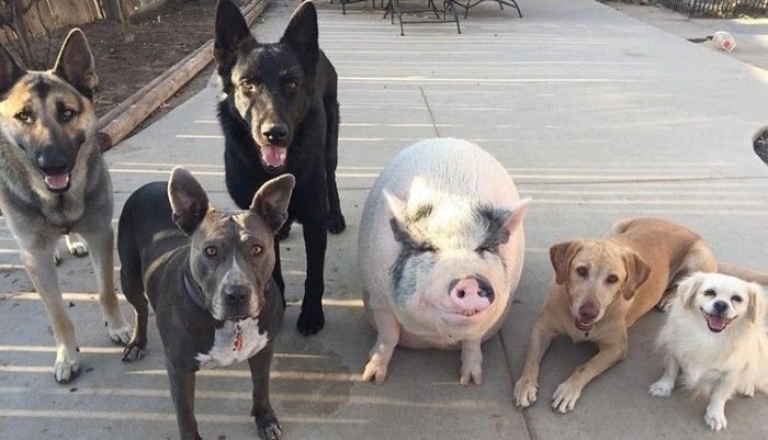 Домашние свиньи оказались сообразительней собак