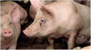 Последствия заболевания дыхательных путей свиней