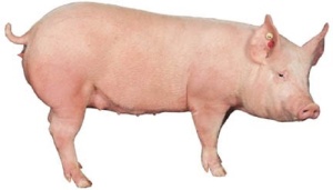 Поголовье рыночных свиней на американском рынке продолжает снижаться