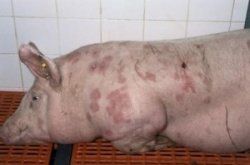 Опасное заболевание рожа у свиней: симптомы и лечение