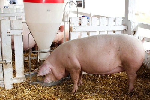 Тепловой стресс: 3 стратегии экономии на кормах для свиней