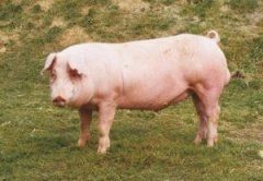 Полиморфизм основных генов новых заводских единиц в породах свиней ландрас и уэлс