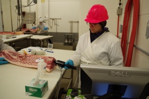 Влияние процесса замораживания- размораживания на генетический отбор по признаку улучшения качества мяса