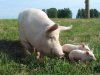 Датские ученые борются за снижение уровня смертности среди свиней на органических фермах