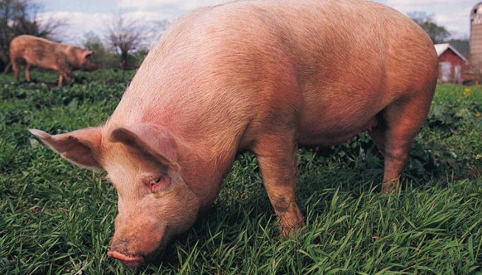 Может ли потребление корма у свиноматок перед опоросом улучшить показатели при отъеме?
