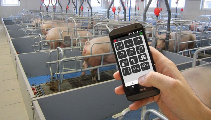 Автоматика на страже здоровья кормящих свинок