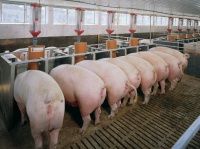 Мясная продуктивность откармливаемых свиней при введении в рационы селенорганического препарат...