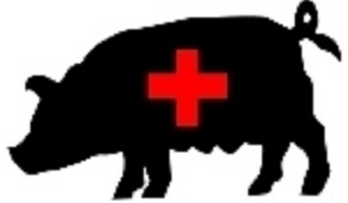 Около 0,5 млн голов свиней уничтожено в РФ из-за АЧС в 2023г - проект Нацдоклада Минсельхоза