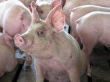 Противоэпизоотические мероприятия и контроль при вирусе эпизоотической диареи свиней 