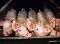 Обрызгивание свиней на продажу, водой в стационарном прицепе. Влияние на поведение свиней, тем...