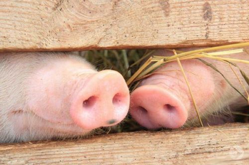Последствия кишечных инфекций у свиней